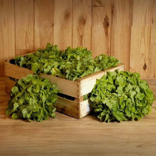 Salade feuille de chêne blonde