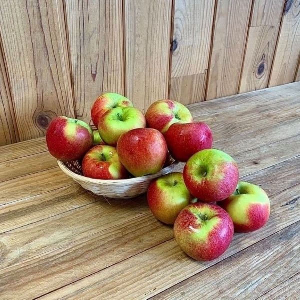 Pomme Pilot