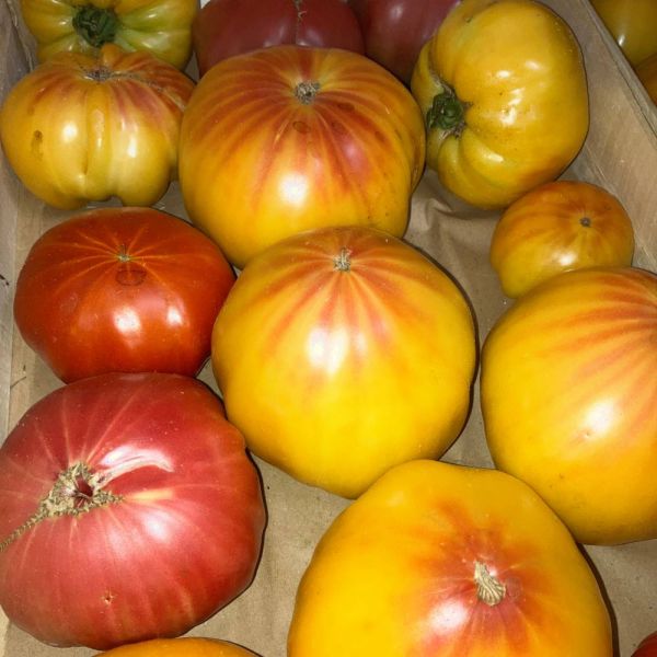 Tomates anciennes côtelées variées
