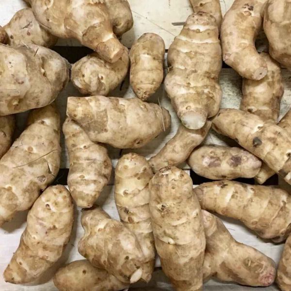 Topinambour Blanc / Hélianti