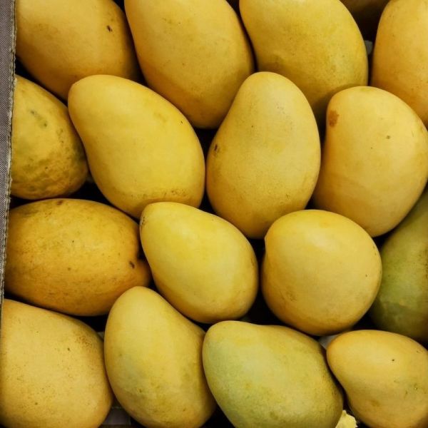 Mangue sauvage Edward